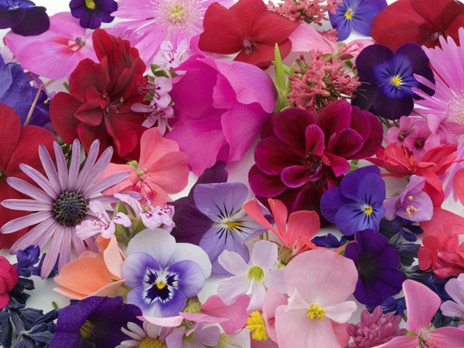 תמונת טפט עלי כותרת - Flowers