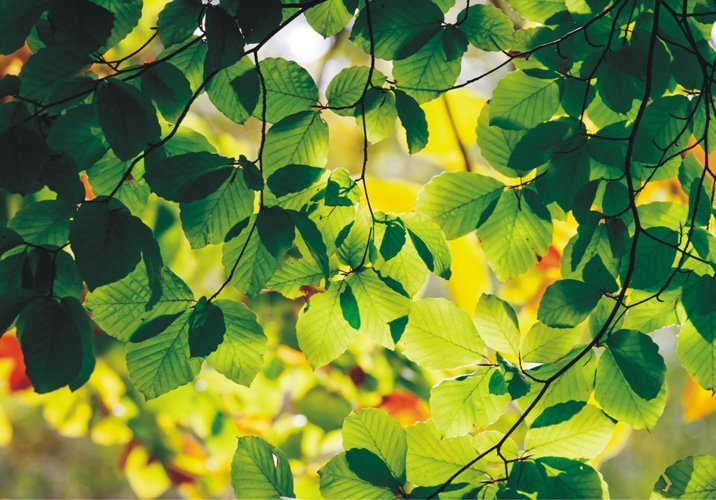 תמונת טפט של עלים מהעץ