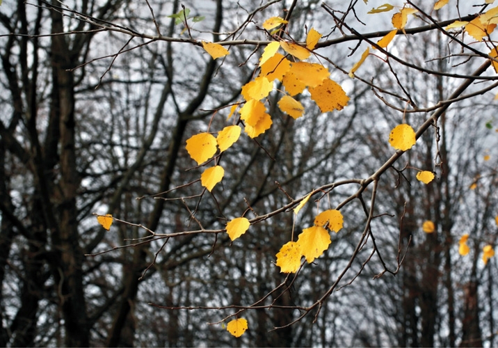 תמונת טפט של עליי שלכת