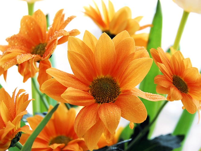 תמונת טפט פרחי אביב - Flowers