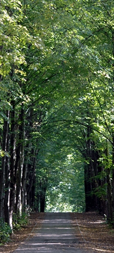 תמונת טפט שדרה - Road through Trees