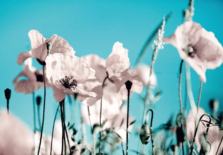 תמונת טפט - פרחים