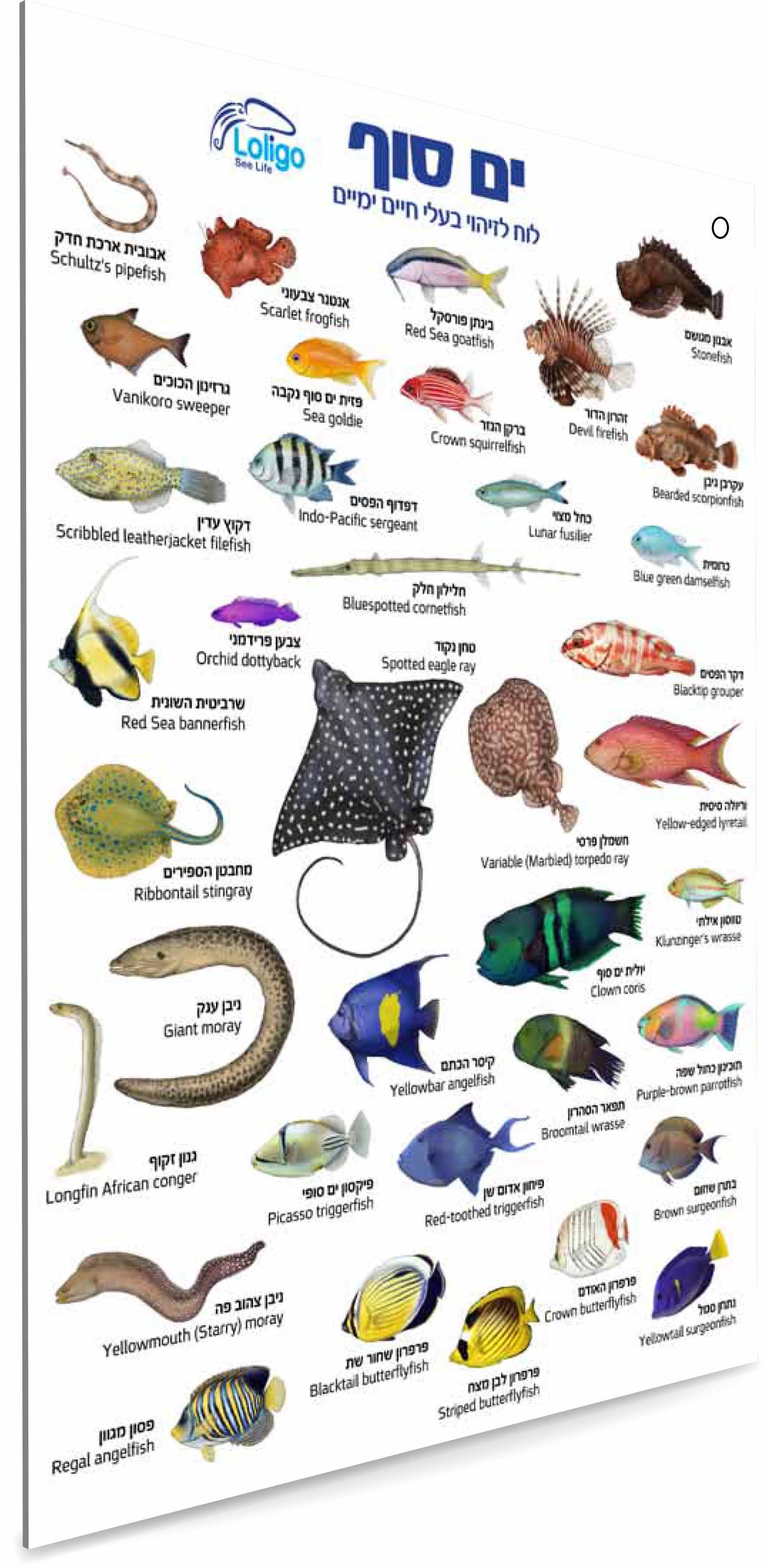 מדריך תת-ימי לזיהוי בעלי חיים בים סוף
