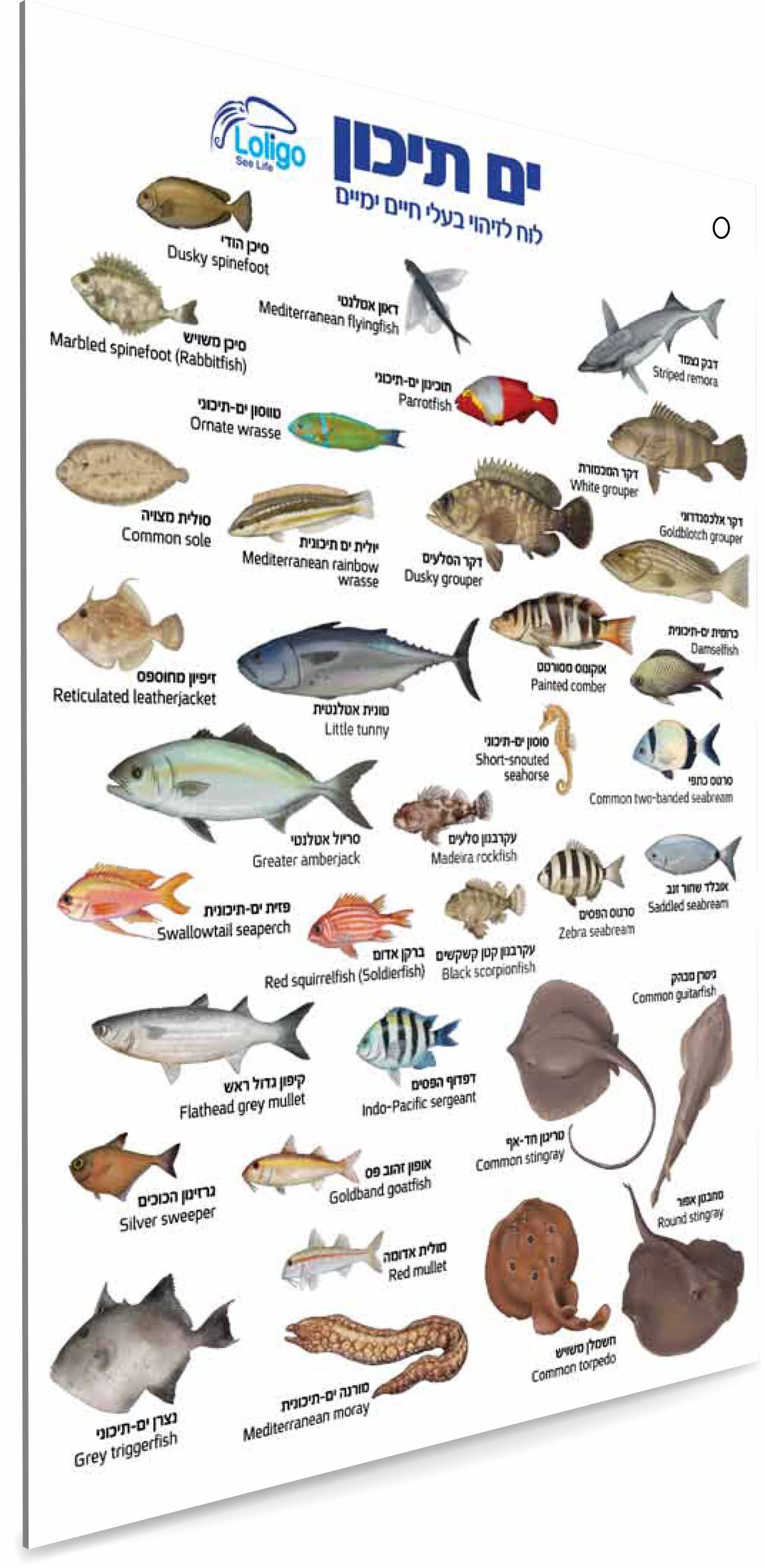 מדריך תת-ימי לזיהוי בעלי חיים בים התיכון
